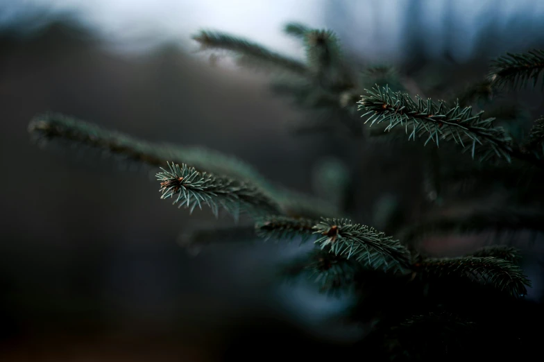 close up view of some needles on a pine