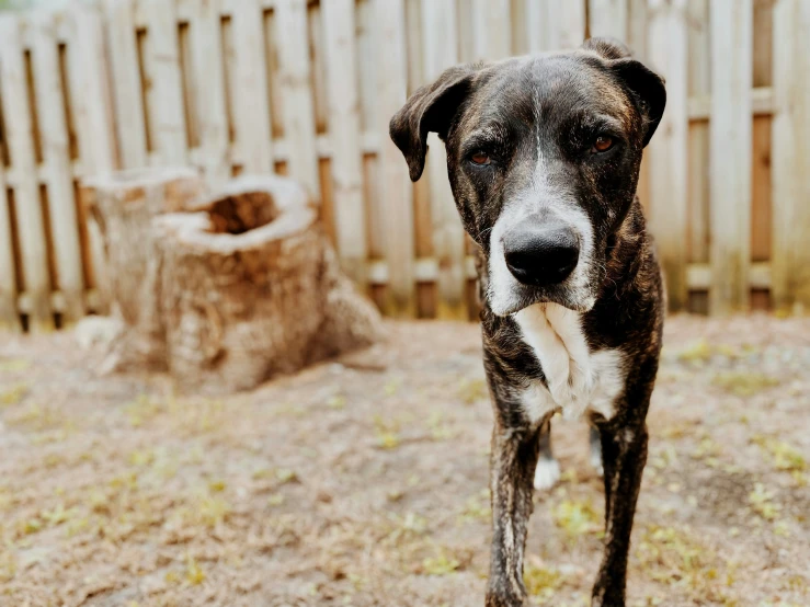 a dirty dog stands alone in the yard