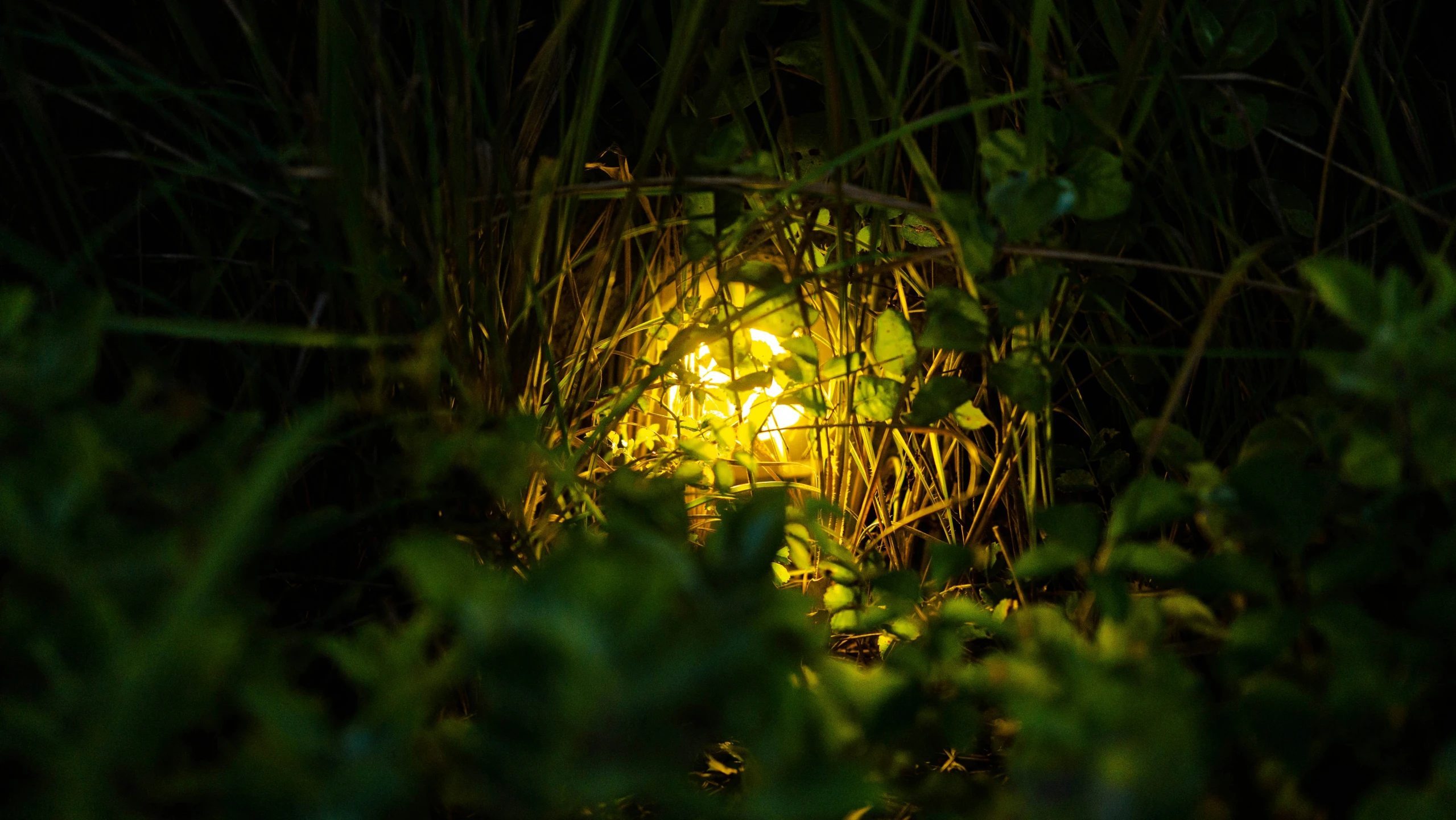 a very bright light hiding in the green foliage