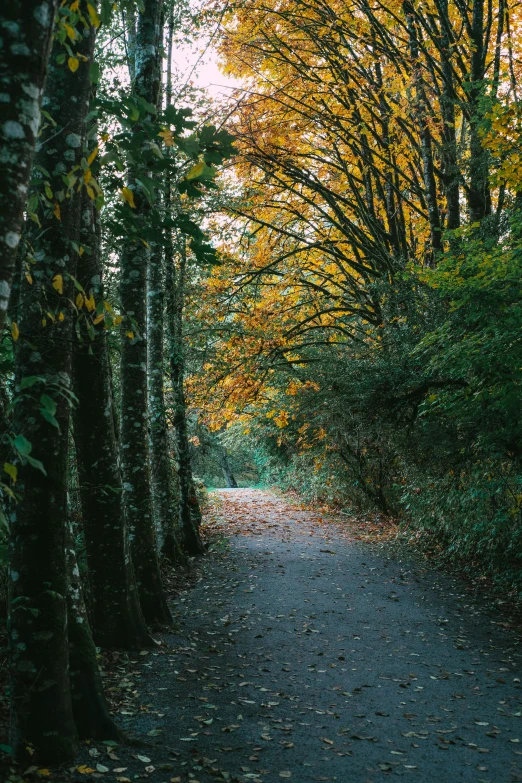 a pathway in an area filled with lots of leaves