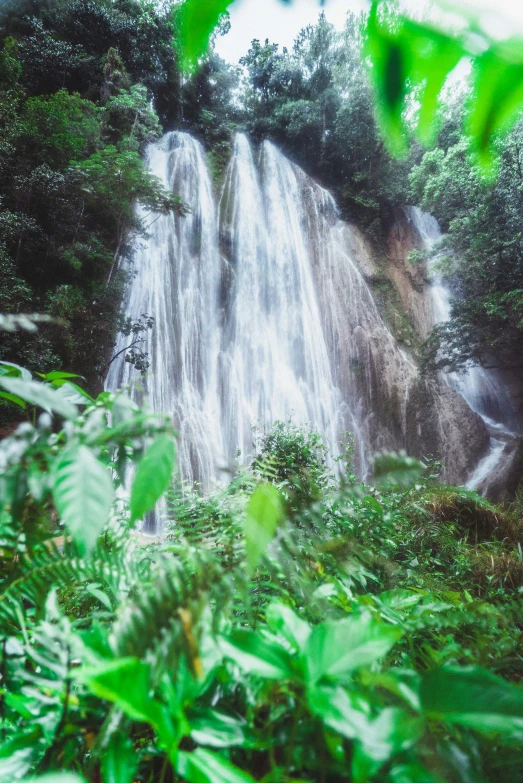 the waterfall is next to a bunch of green leaves