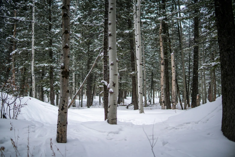 a po of trees in the middle of a snowy forest