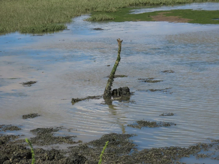 a long fallen tree leaning out of a body of water