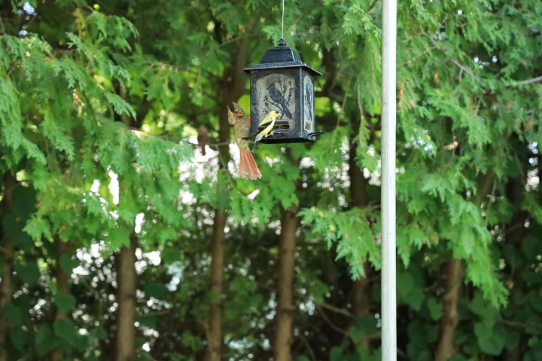 a bird is hanging from a bird feeder