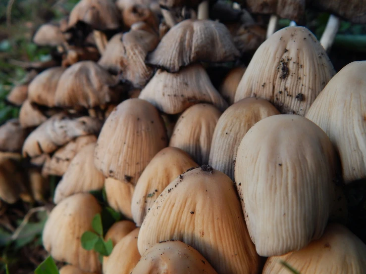 a cluster of mushrooms growing in the ground