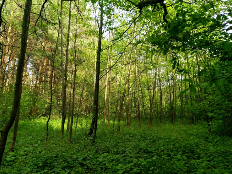 a forest of green plants is seen through the leaves and nches