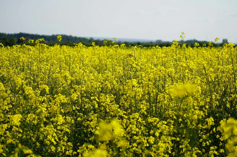 the large, field is full of yellow flowers