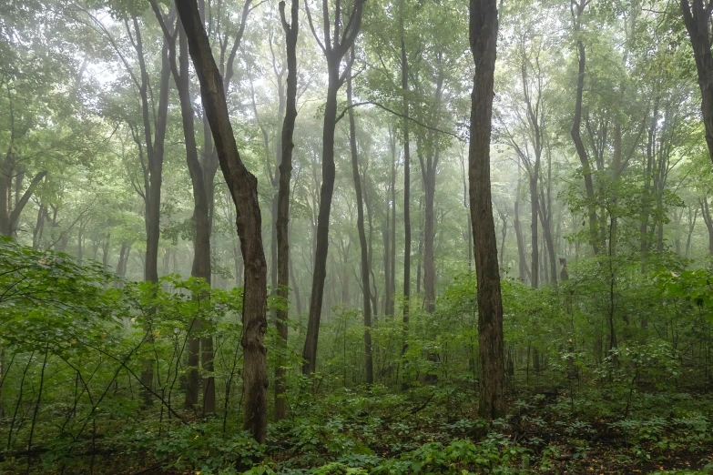 a foggy forest filled with lots of trees and grass