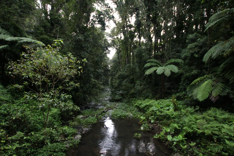 a river flowing through a lush forest filled with green plants