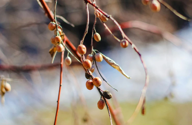 close up of berries on a nch, with small buds