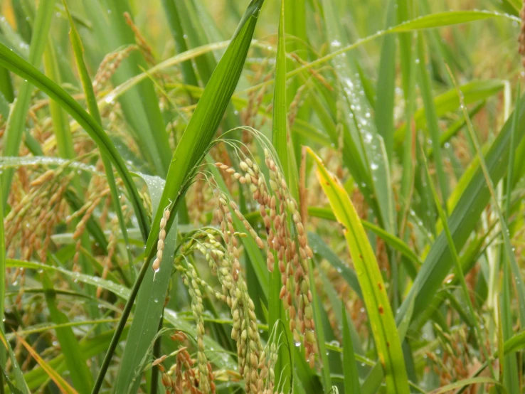 a close up image of many plant growths