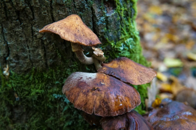 mushrooms growing on the base of a tree