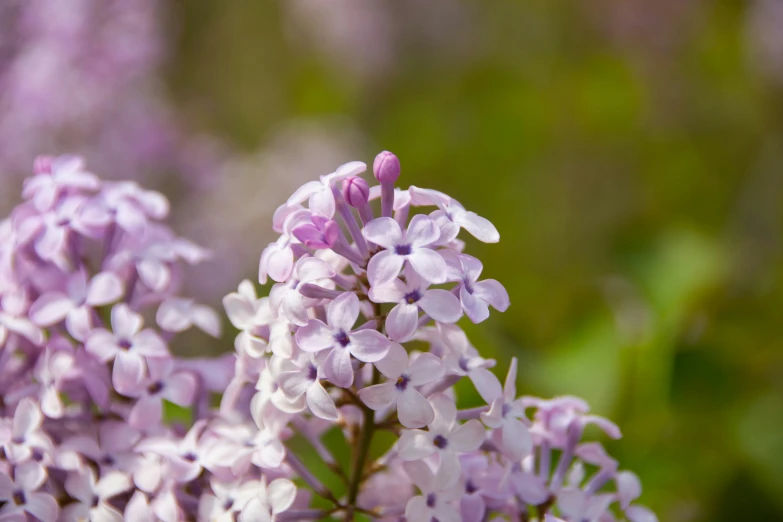 lavender flowers are blooming together with purple petals