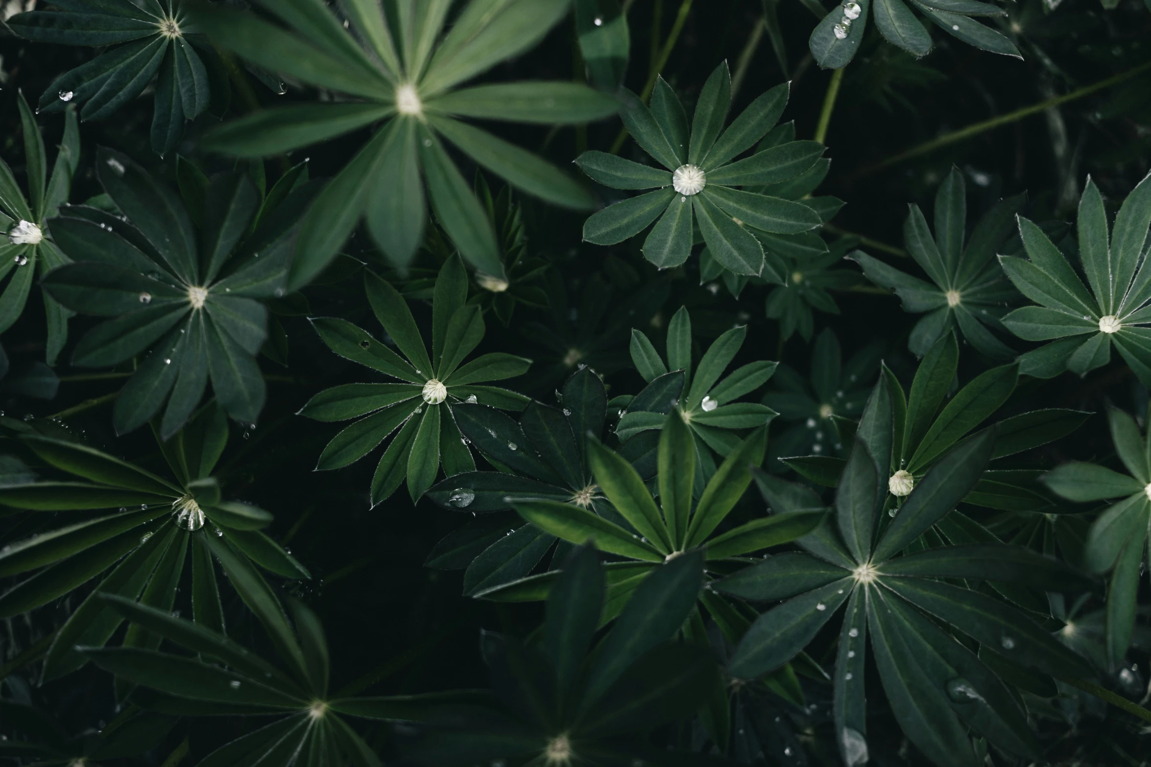 a green leafy background of plants with drops of water on them