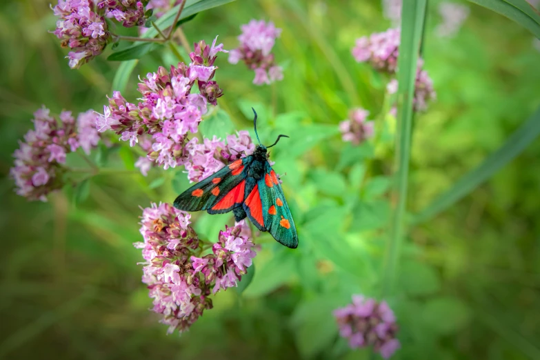 the colorful erfly is perched on some purple flowers