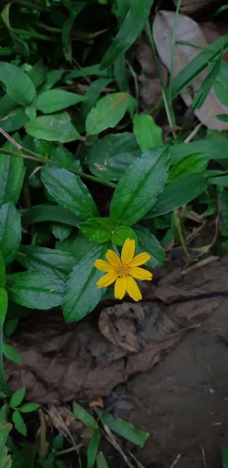 a close up of a single flower on the ground