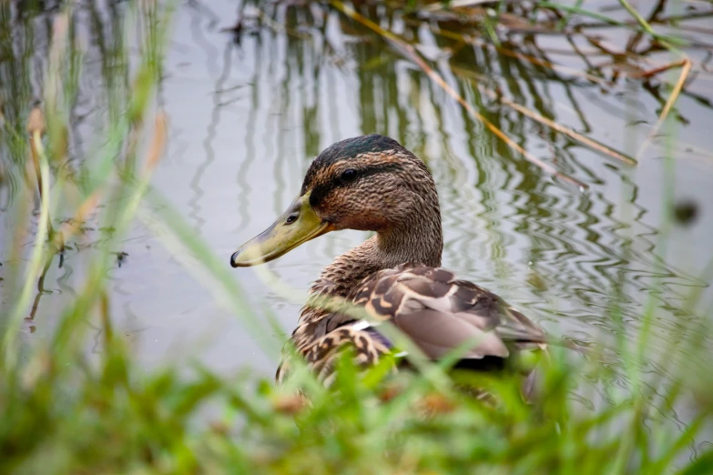 a duck that is standing in the water