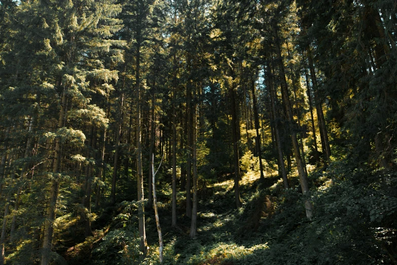 trees and shrubs on the side of a hill near an intersection