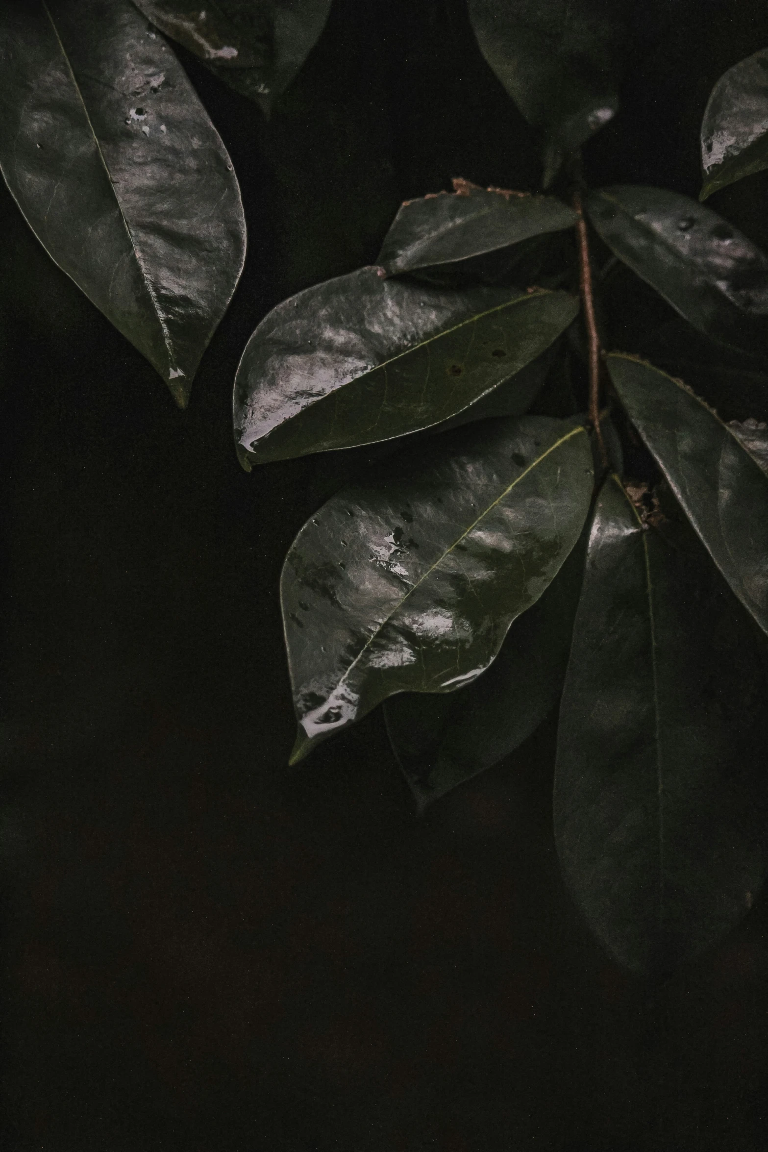 the back side of a leaf with lots of green leaves