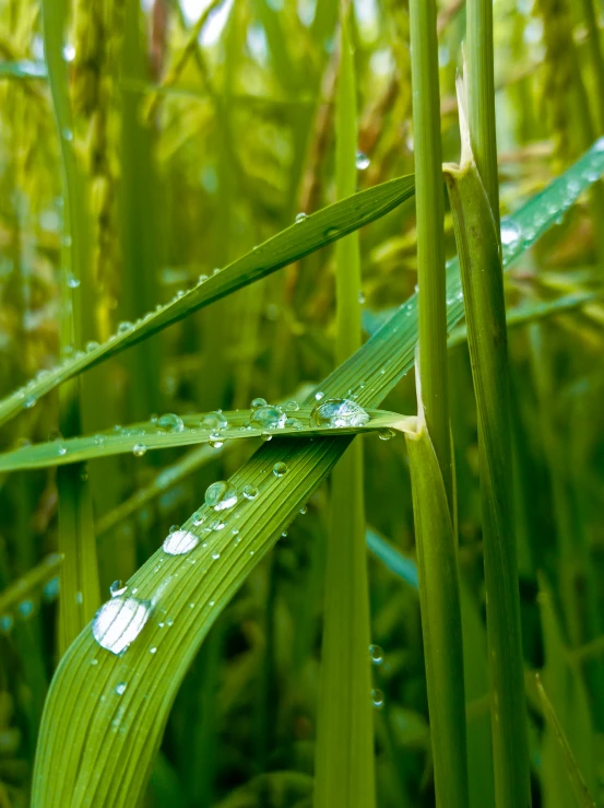 a very wet blade of grass with drops of water on it