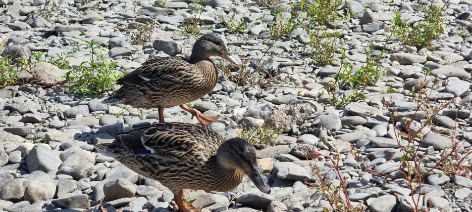 three birds stand on rocks in the grass