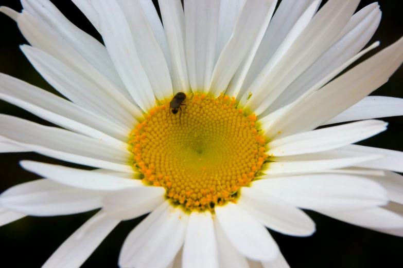 a bee is resting on a flower while a beetle is perched inside