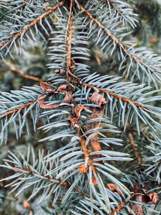 green pine tree leaves with white needles on it