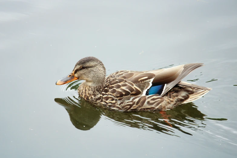 a duck floating in a lake next to a light pole