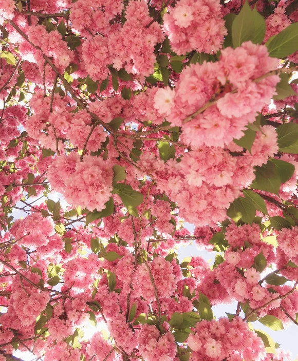 pink flowers blooming on a nch in the sun