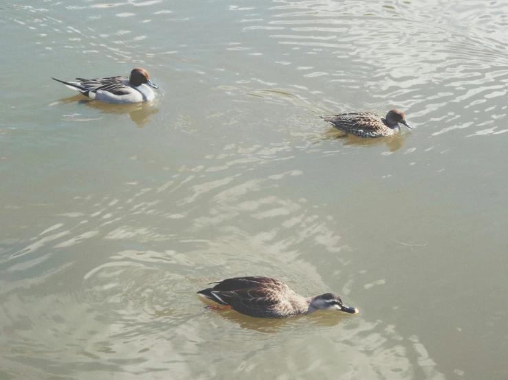 two ducks swim and are surrounded by other duck