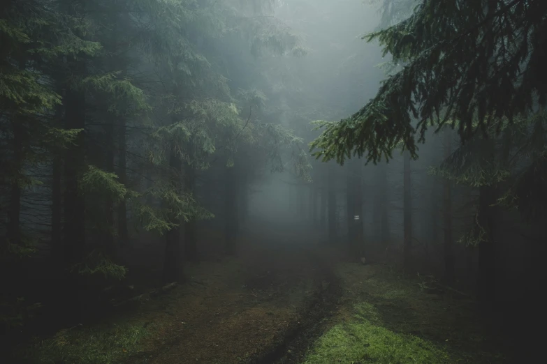 fog in the forest and two cows walking on a path