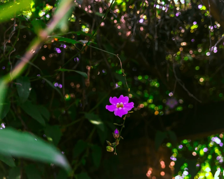 the po of a purple flower is very blurry