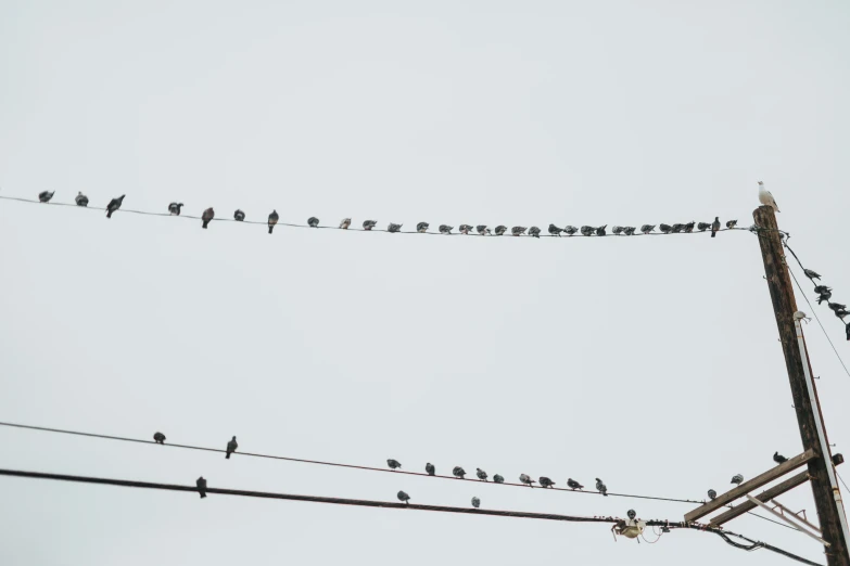 birds sitting on a wire and looking at the sky