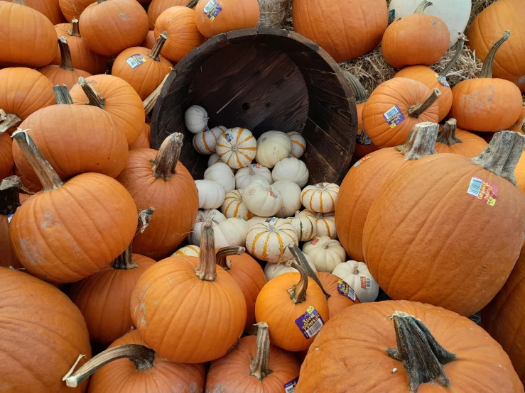 a group of pumpkins stacked next to each other