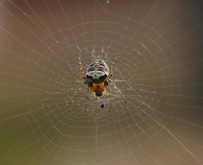 a close up of a spider on its web