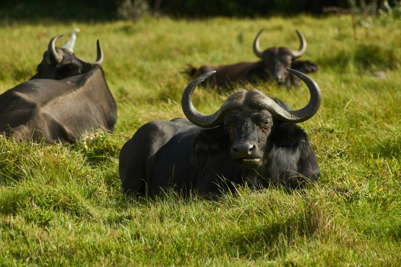 several bulls with horns lying down in the grass