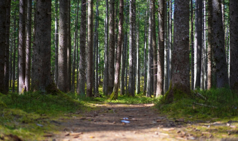 this path is marked with the green moss on the sides of both the trees and grass