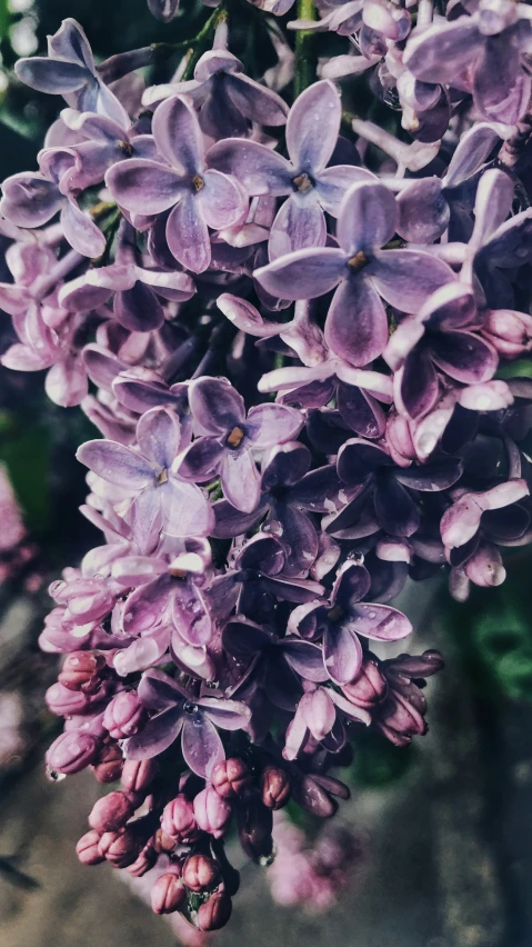 purple flowers blooming from the stem to the petals