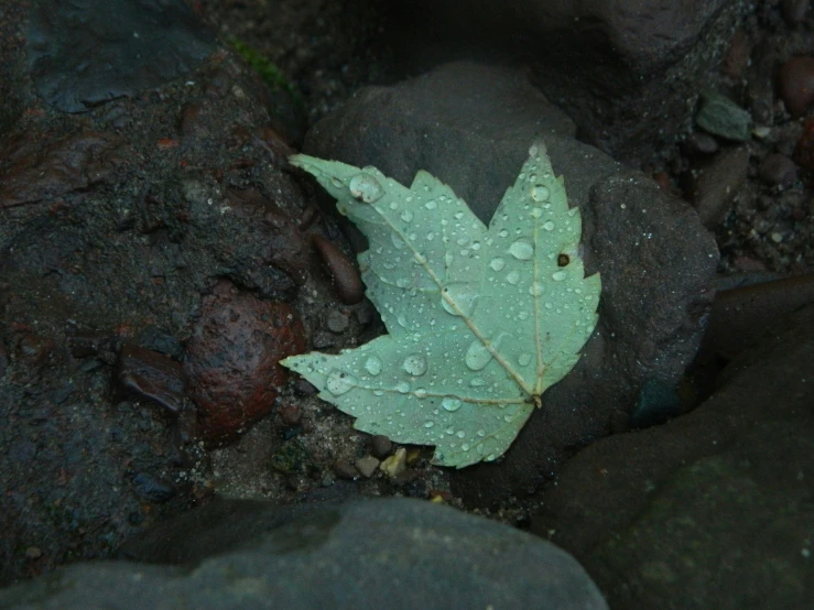 a green leaf lying on top of a rock