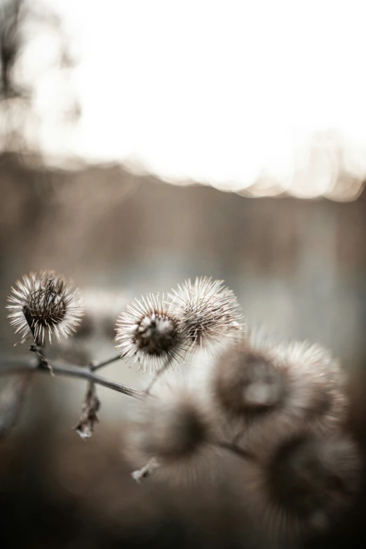 some weeds that are growing on a tree