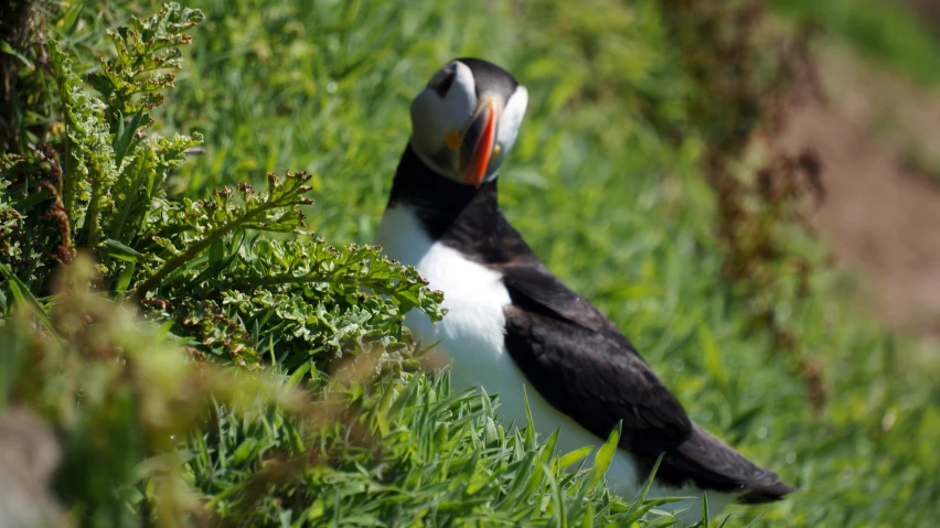 an exotic looking bird perched in the grass