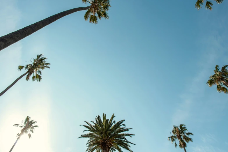 tall palm trees in the shade under blue sky