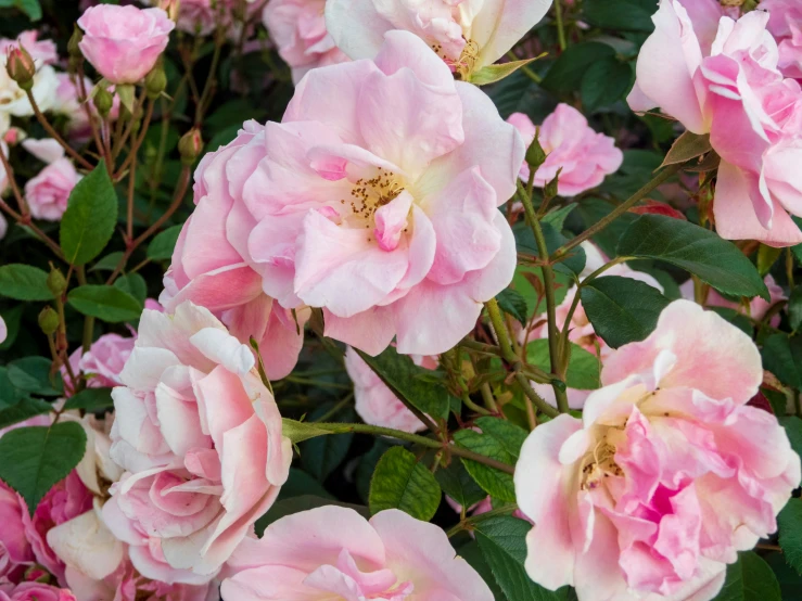 pink flowers and leaves in the ground