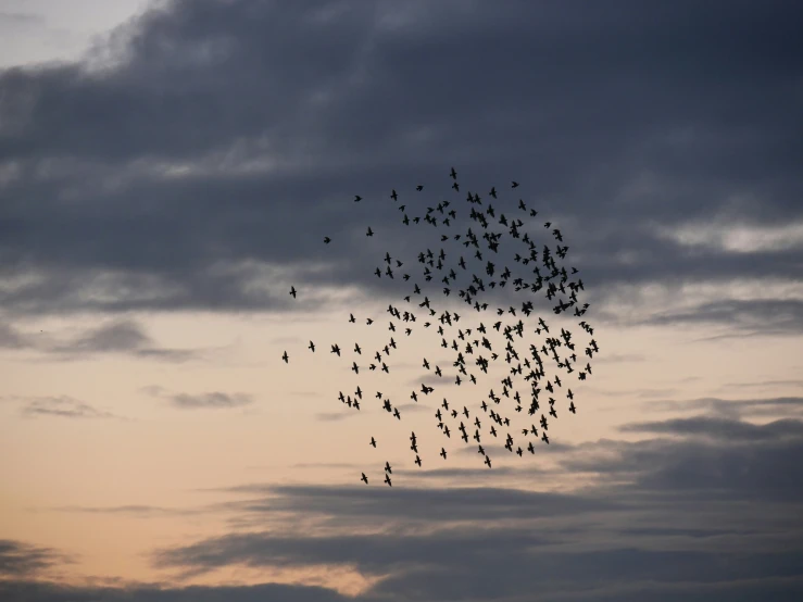 a flock of birds is flying through the air