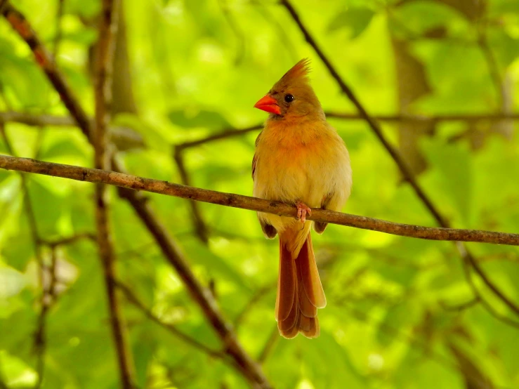 a bird perched on top of a tree nch