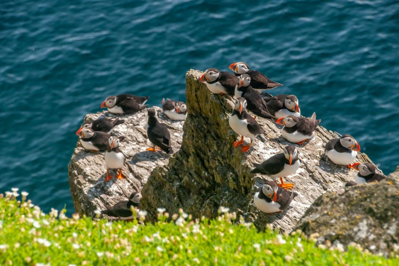 a flock of birds are standing on top of a rocky outcropping