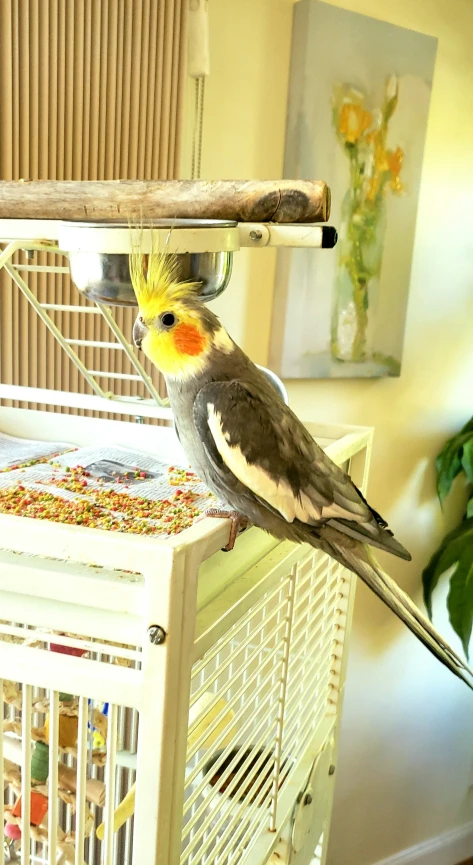 a bird with its head on a perch in a cage