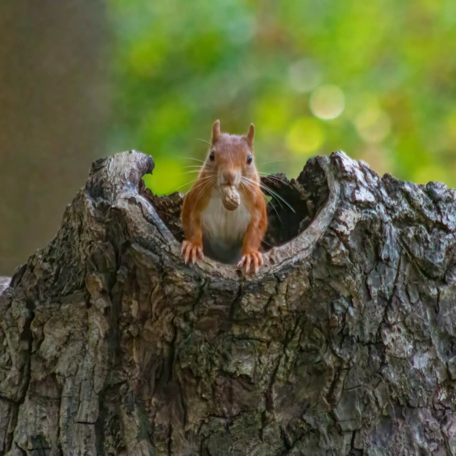 a little squirrel peeking out of a hole in a tree trunk