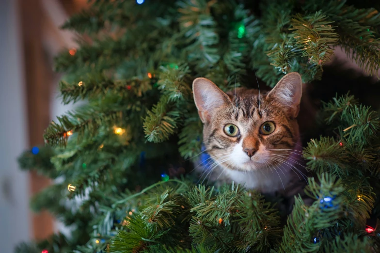 a cat looking out from the nches of a christmas tree