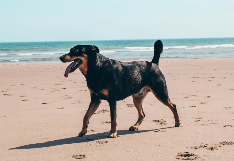 a dog is standing on a sandy beach